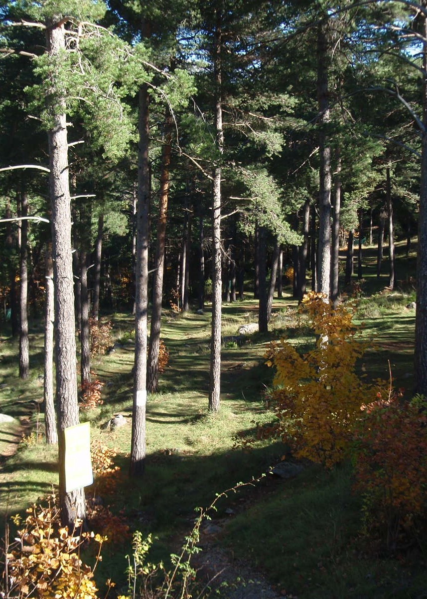 El Bosquet: zona d'acampada enmig del bosc